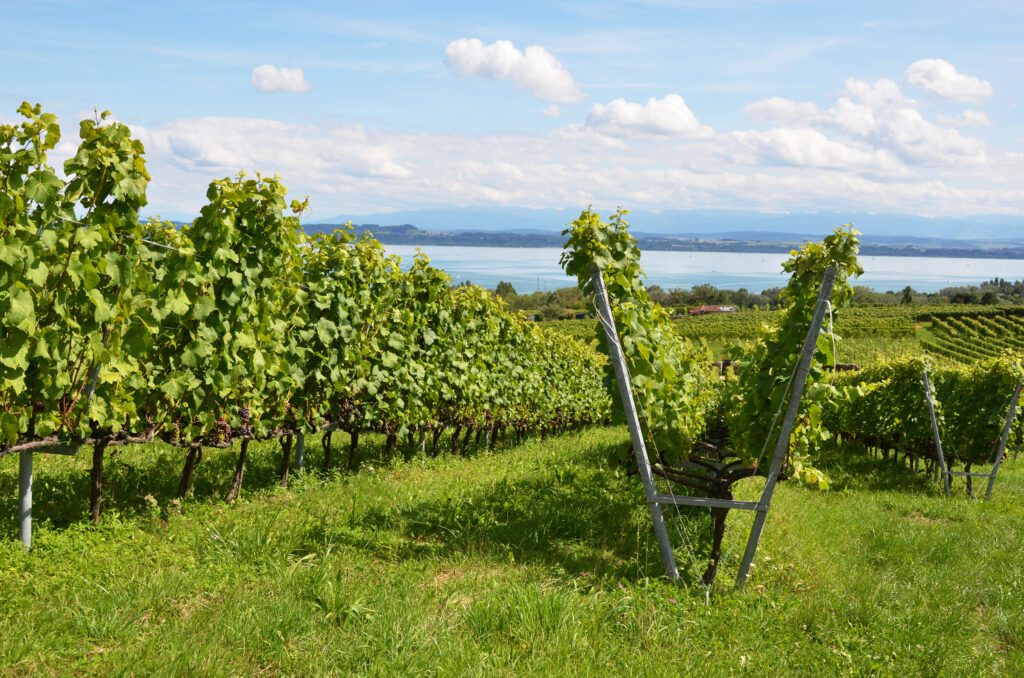 Vignobles près de Neuchâtel, Suisse